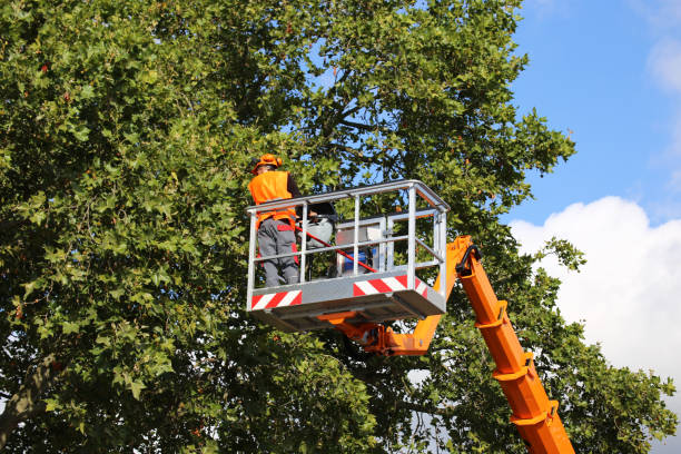 Dania Beach, FL Tree Removal and Landscaping Services Company